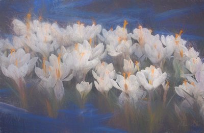 Spring Crocuses by Helen White